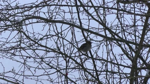 A sparrow on bare branch of a winter tree, flies away Stock Footage 148619394