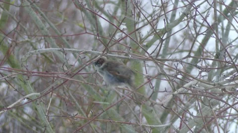 A sparrow on bare branches of a winter tree, flies away - snowfall, windy Stock Footage 148616177