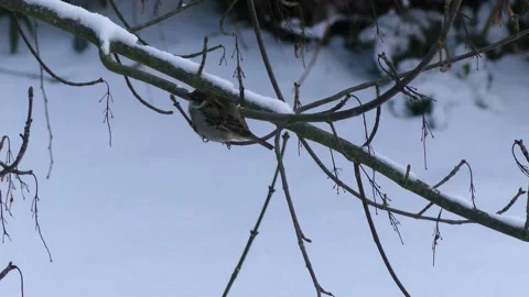 A sparrow on bare snowy branch of a winter tree, flies away Stock Footage 148619031