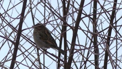 Sparrow on a bare winter branch of a tree, flies away - snow in background Stock Footage 148630600