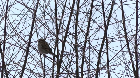 Sparrow on a bare winter branch of a tree, flies away - snow in background Stock Footage 148631090