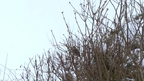 Sparrow on a bare winter branch of a tree, flies away - snow in background Stock Footage 148631206