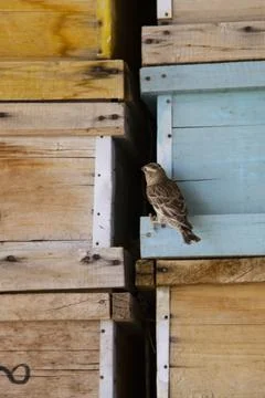 A sparrow beside the beehive boxes Stock Photos