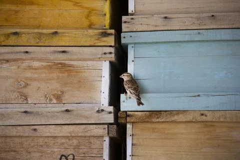 A sparrow beside the beehive boxes Stock Photos