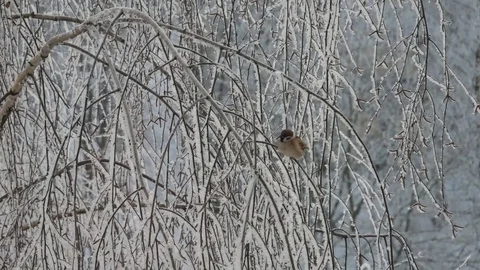 Sparrow on a birch. Stock-Footage 116959644