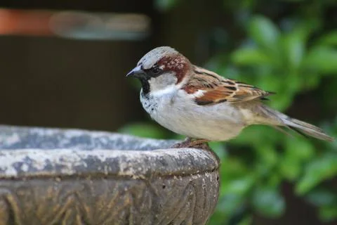 Sparrow on bird bath Stock Photos