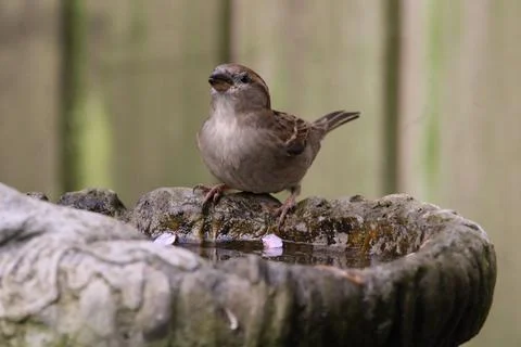 Sparrow on bird bath Stock Photos