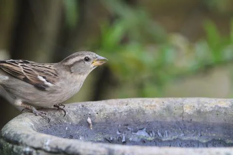 Sparrow on bird bath Stock Photos