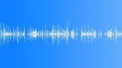 Sparrow. Bird chirpingSound Effect