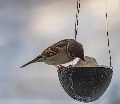 Sparrow bird in cold winter cloudy day Stock Photos