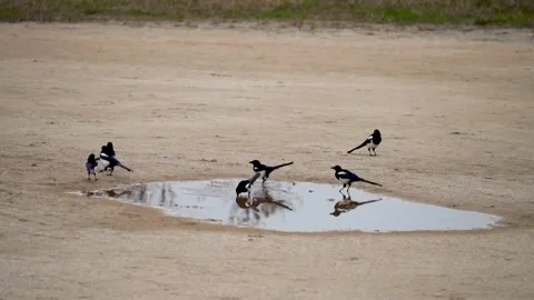 Sparrow bird drinking water Video stock 274035281