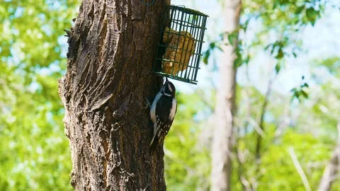 Sparrow Bird Eating from Under a Feeder 4K Stock Footage 101403532