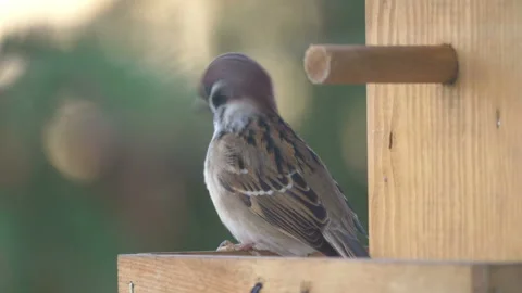 Sparrow bird eats food in a bird feeder in 4k slow motion 60fps Stock Footage 233290347