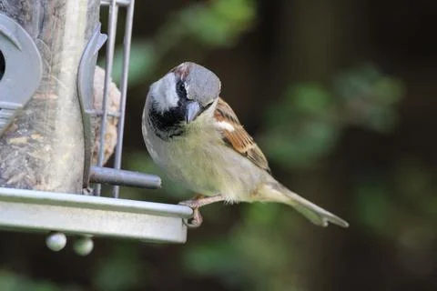 Sparrow on bird feeder Stock Photos