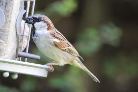 Sparrow on bird feeder Stock Photos