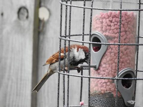 Sparrow on a bird feeder Stock Photos