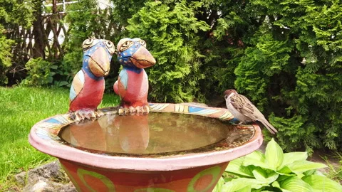 A sparrow at the bird feeder in summer Stock Footage 274232677
