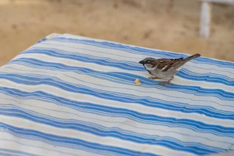 Sparrow bird feeding on bread crumb in marsa alam Foto stock