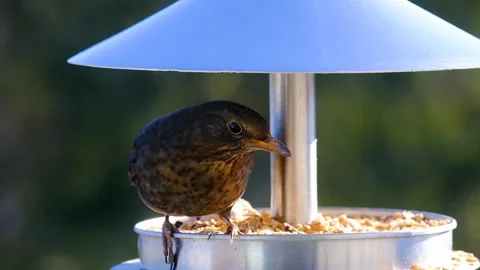 Sparrow bird feeding Stock-Footage 274034800