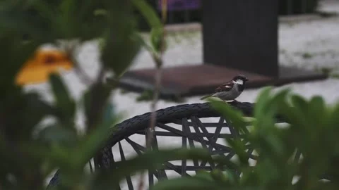 Sparrow Bird Flying Away from a Park Bench, Plants with Bokeh Foreground Vídeos de archivo 246735448