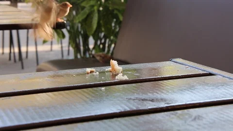 Sparrow bird flying eating bread pieces cafe table summer Stock Footage 112854750