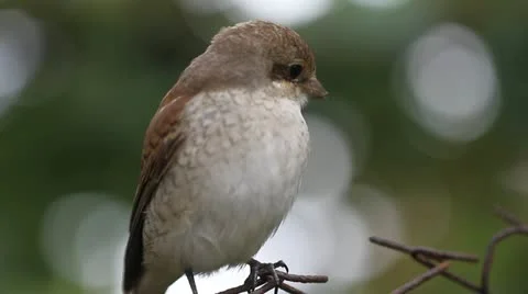 Sparrow bird Stock Footage 12381883