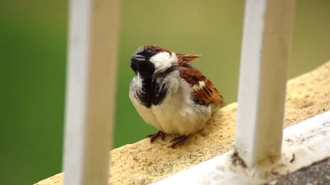 Sparrow Bird 動画素材 82489854