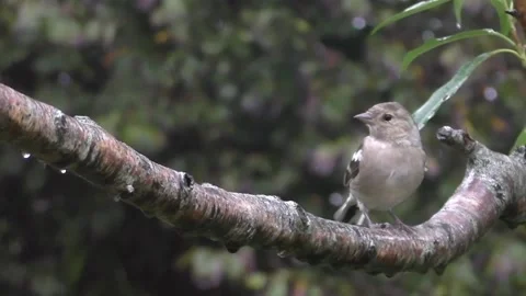 Sparrow Bird Stock Footage 229760148