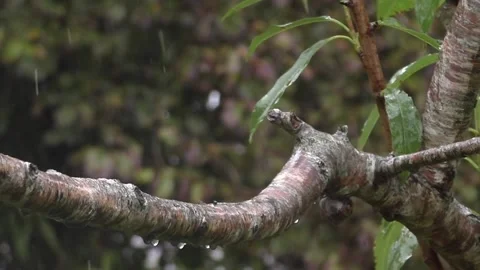 Sparrow Bird Video stock 229760149