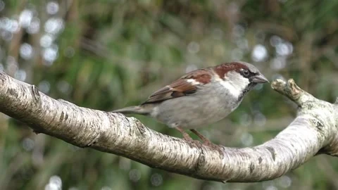 Sparrow Bird Video stock 229760157