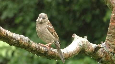 Sparrow Bird Stock Footage 229760161