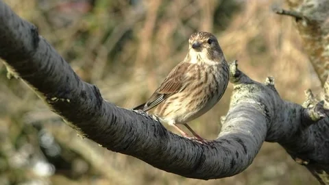 Sparrow Bird Stock Footage 229760166