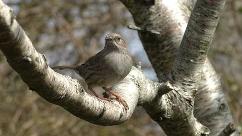 Sparrow Bird Stock Footage 229760171