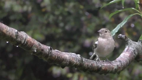 Sparrow Bird Stock Footage 229760175