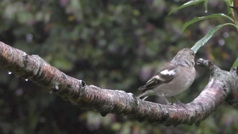 Sparrow Bird Stock Footage 229760176