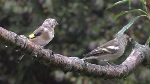Sparrow Bird Stock Footage 229760189