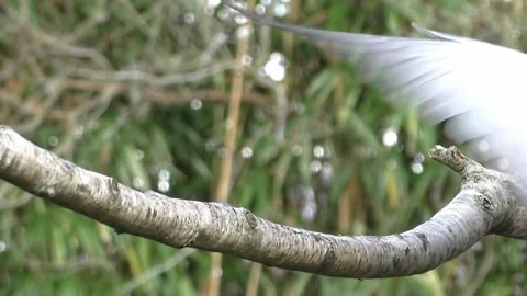 Sparrow Bird Stock Footage 229760197