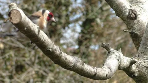 Sparrow Bird Stock Footage 229760202