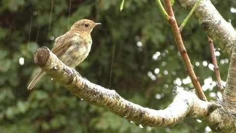 Sparrow Bird Video stock 229760208