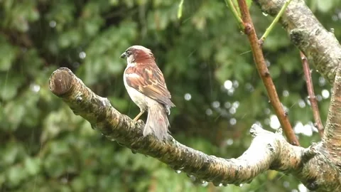 Sparrow Bird Stock Footage 229760213