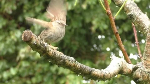 Sparrow Bird Stock Footage 229760214