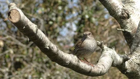 Sparrow Bird Stock Footage 229760216