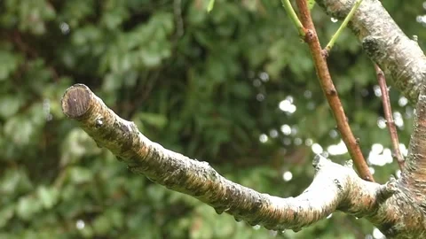 Sparrow Bird Stock Footage 229760220