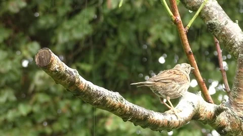 Sparrow Bird Stock Footage 229760231