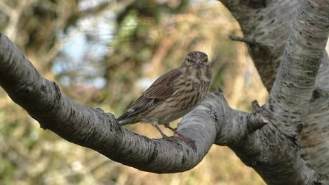 Sparrow Bird Video stock 229760241
