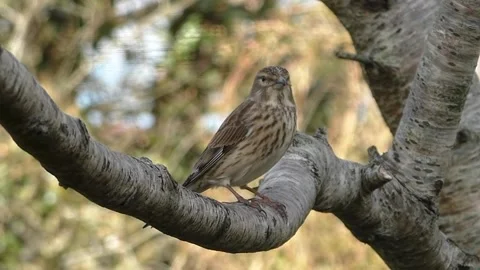Sparrow Bird Stock Footage 229760252