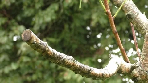 Sparrow Bird Stock Footage 229760255