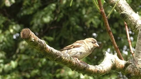 Sparrow Bird Stock Footage 229760262