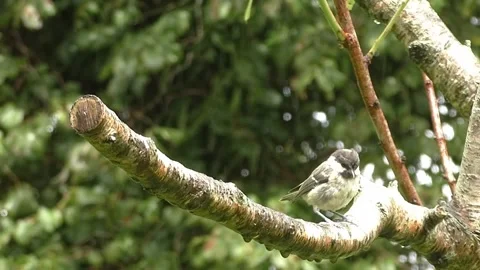 Sparrow Bird Video stock 229760269