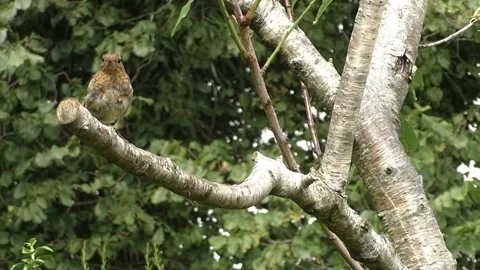Sparrow Bird Stock Footage 229760276